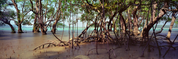 coastal Mangrove in malaysia