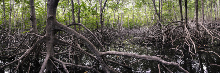Beautiful Dense mangrove forest in thailand