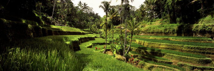 Green Tegallalang Rice Terraces in Bali