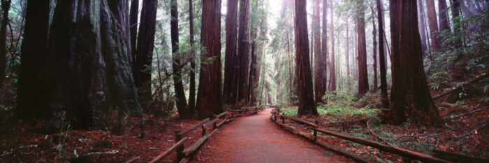 Path between the redwood forest of muir woods in california