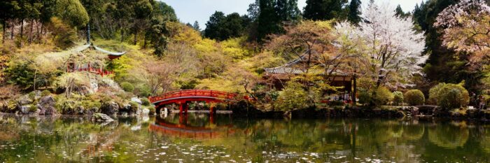 Cherry Blosson in a Kyoto temple japan