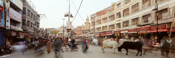 India cow street scene