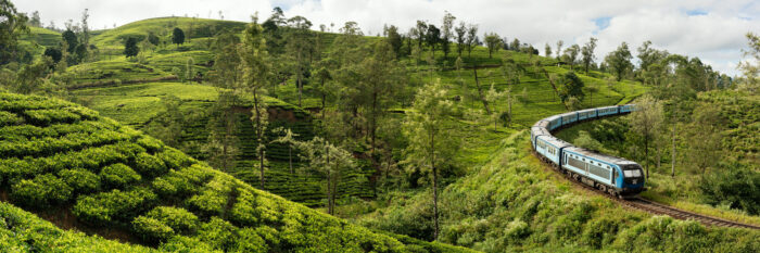 Tea field train