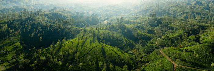 DJI Drone tea field Panorama