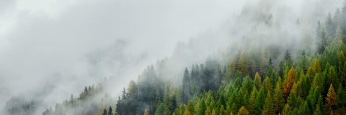 Alpine forest in autumn