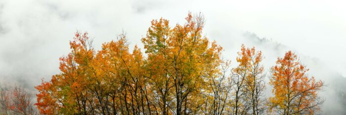 Autumn trees France