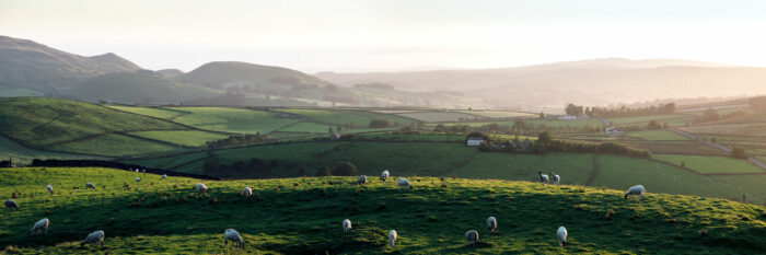 Sheep graze in Yorkshire Dales at sunset