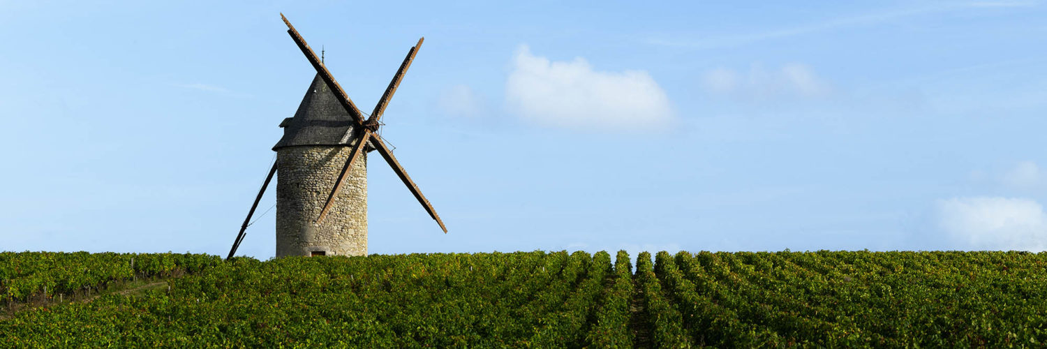 French vineyard with a windmill
