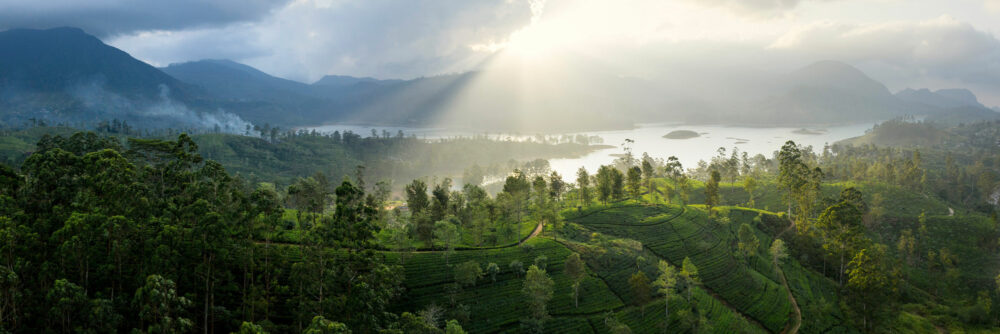 Maskeliya tea fields and lake