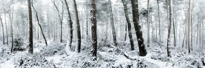 snow covered forest in winter in Yorkshire