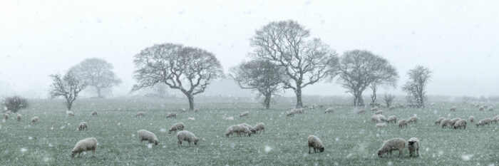 a her of sheep in winter in England