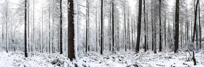 forest after a snow storm