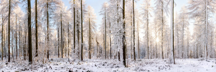 winter woodland as the sun shines through