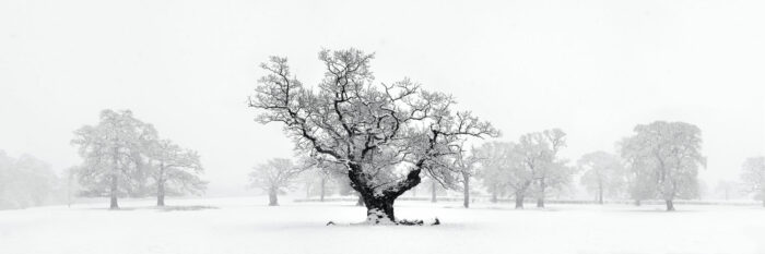 black and white print of an oak tree in winter
