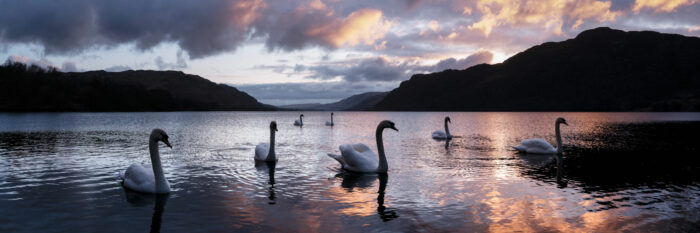 Swans swim in Ullswater lake at sunrise
