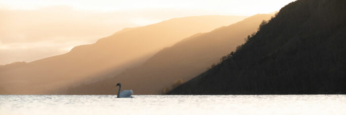 Swan on a lake in the Lake District at sunrise