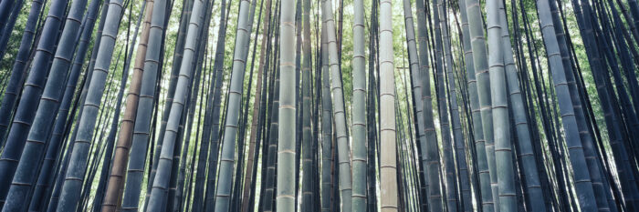 Arashiyama Bamboo Grove Sagano Bamboo Forest