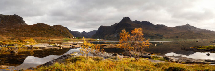 Panorama of the golden trees and mountains in Flakstadoya in autumn in the Lofoten Islands