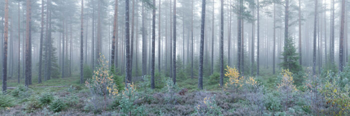 Panorama of a misty forest in Norway