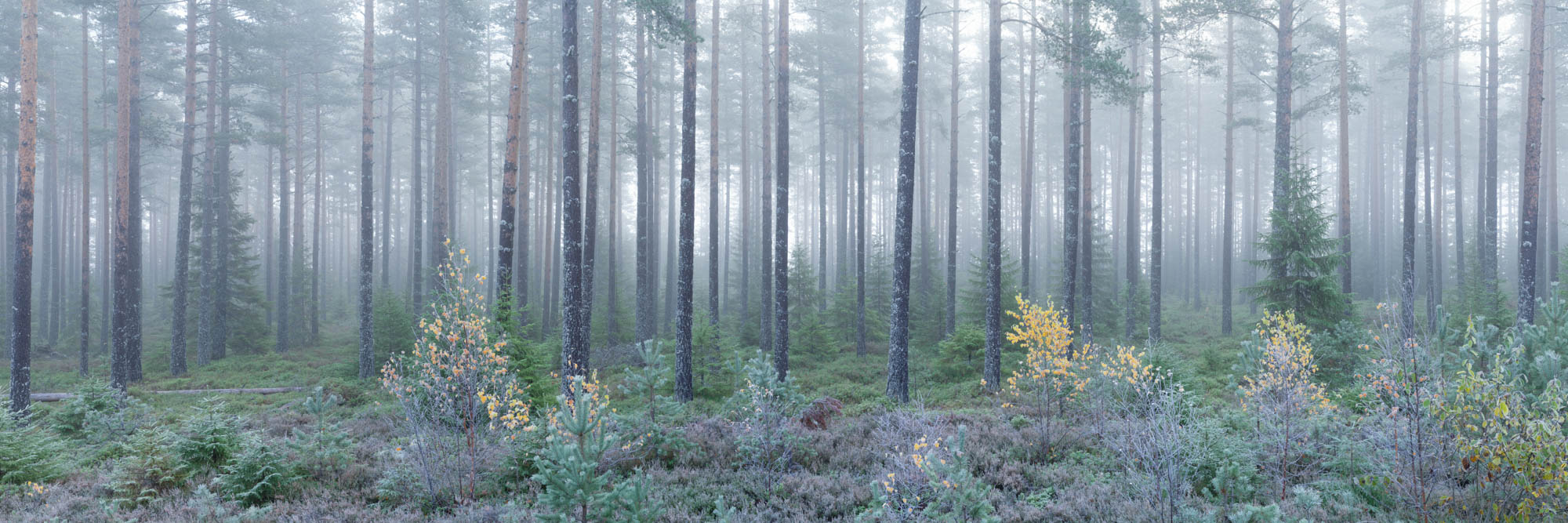 Panorama of a misty forest in Norway