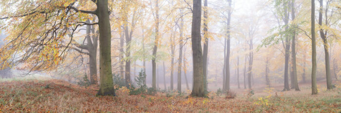 Panoramic print of a misty woodland in fall