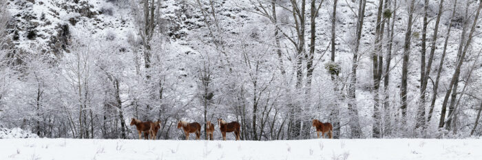 Spanish horses in a field covered in snow in the Pico de Europa