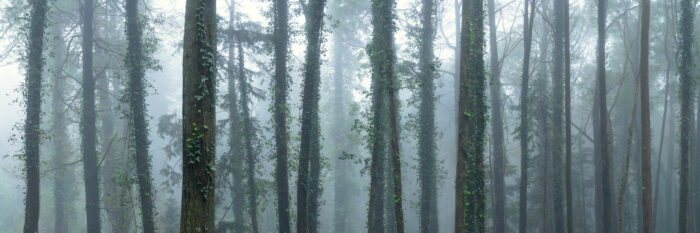 Panorama of a mist forest in the mountains of Sintra in Portugal