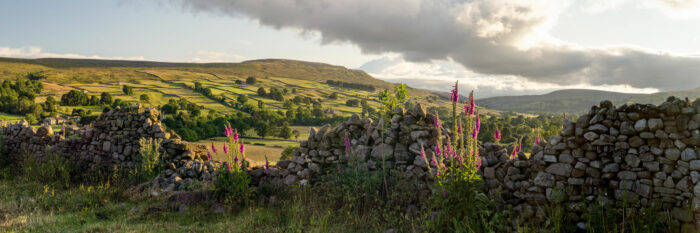 Panorama of a drystone wall in Swaledale as flowers grow in the Yorkshire Dales