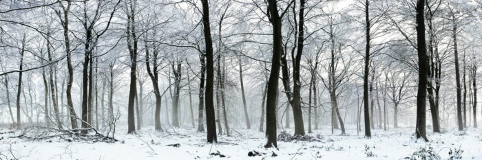 Panoramic print of an English woodland covered in snow in Yorkshire