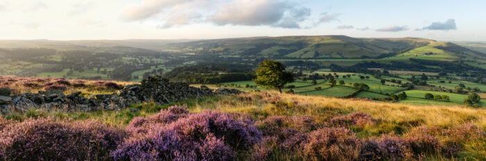 Panoramic print of Heather Blooming in Hope Valley in the Peak District