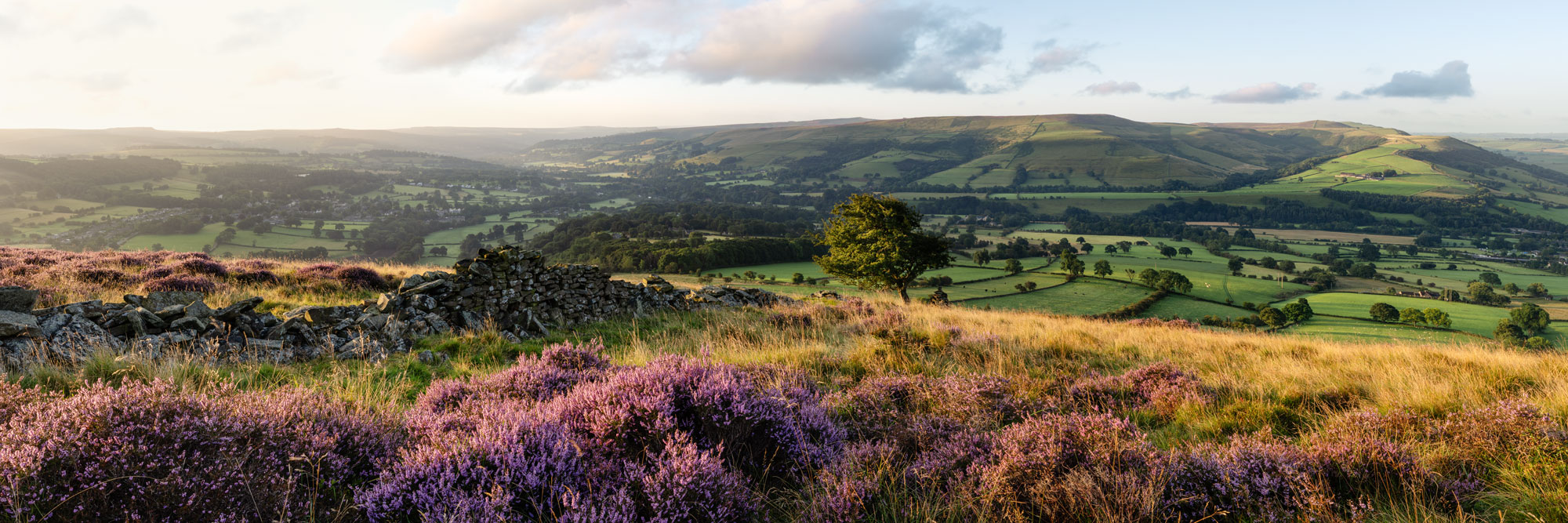 Panoramic print of Heather Blooming in Hope Valley in the Peak District