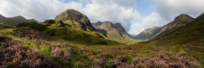 Panorama of Heather Blooming below the Three sisters mountains in Glencoe, Scotland