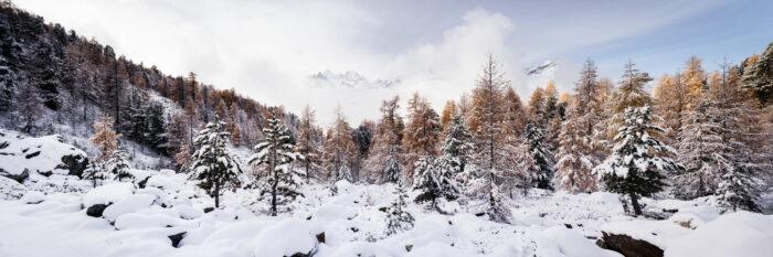 Panorama of Golden Alpine Trees Covered in Snow in Valais Zermatt, Swiss Alps