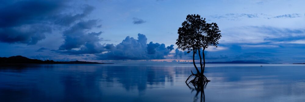 Panoramic art print of a lone mangrove tree at dusk on Ishigaki Island in Okinawa, Japan